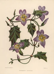 Lorbeeruhrrebe oder Blaue Trompetenrebe, Thunbergia laurifolia
